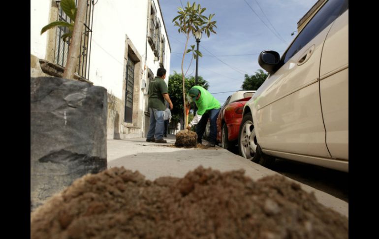 Los árboles son adecuados para banquetas angostas, dan fruto o floración en Primavera y captan gran cantidad de bióxido de carbono.  /