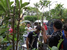 Vecinos de la Colonia Insurgentes colaboraron para mejorar el arbolado de su hábitat.  /