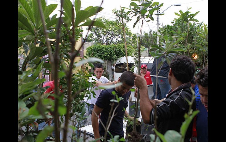 Vecinos de la Colonia Insurgentes colaboraron para mejorar el arbolado de su hábitat.  /