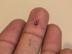 Los síntomas suelen aparecer a partir de los ocho días o incluso hasta un mes después de haber sido picado por el mosquito. ARCHIVO /