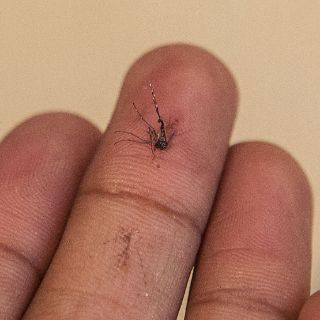 Paludismo puede prevenirse mediante ambientes saludables