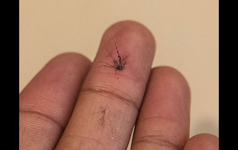 Los síntomas suelen aparecer a partir de los ocho días o incluso hasta un mes después de haber sido picado por el mosquito. ARCHIVO /