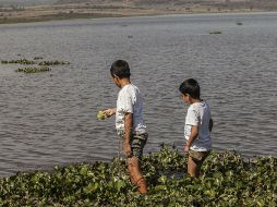 La presa El Hurtado se ve amenazada por la proliferación de lirio, lo cual ahuyenta a los pocos visitantes. ARCHIVO /