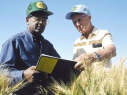 Rajaram (i) realiza la mayor parte de sus investigaciones en el CIMMYT en México. Foto: @CIMMYT. ESPECIAL /
