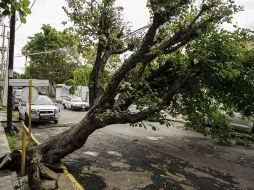 Realizan medidas preventivas con el retiro de los árboles en riesgo de caer.  /