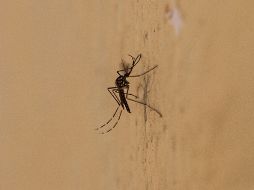 El chikungunya es un virus muy parecido al dengue. ARCHIVO /