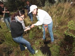 Funcionarios añaden que están a la espera de donaciones de especies chicas que se estarán colocando en lugares urbanos. ARCHIVO /