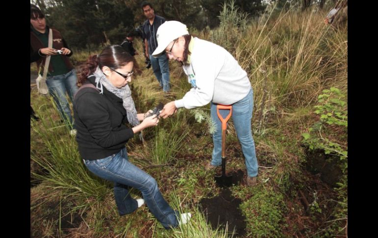 Funcionarios añaden que están a la espera de donaciones de especies chicas que se estarán colocando en lugares urbanos. ARCHIVO /