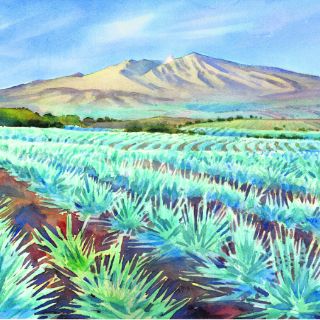 Paseo con paisaje agavero