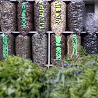 Plantas medicinales previenen 80 por ciento de enfermedades