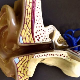 Advierten de riesgos de limpiar los oídos con objetos