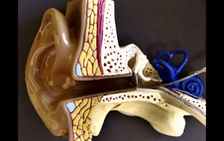 La limpieza se lleva a cabo por mecanismos naturales a través de unas pequeñas vellosidades ubicadas dentro del oído. ARCHIVO /