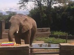 Ante varios turistas que visitaban el zoológico, el animal eligió con su trompa la bandera colombiana. ESPECIAL /