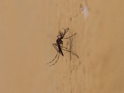 El primer caso de chikungunya se registró en Jalisco, el de una mujer que regresó de un viaje a Antigua y Barbuda. ARCHIVO /