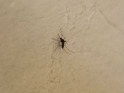 En lo que corresponde a Jalisco, la cifra en lo que va del año es de 398 casos de dengue. ARCHIVO /