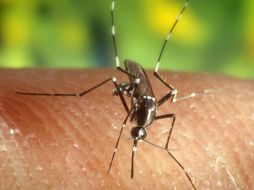 El chikungunya es transmitido por el mosquito aedes aegypti, el mismo que transmite el dengue. ARCHIVO /