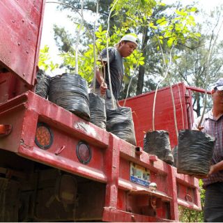 Llegan 140 árboles a Santa Tere