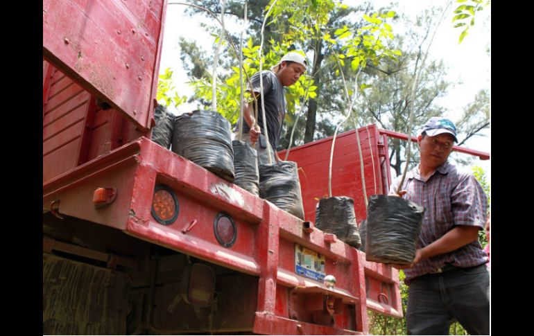 Continuarán con la campaña de concientización para más ciudadanos adopten un árbol y se responsabilicen de su cuidado. ARCHIVO /