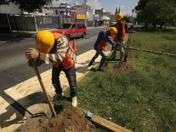 Este viernes ya se realiza la poda y retiro de arbolado en el camellón de Prolongación Federalismo.  /