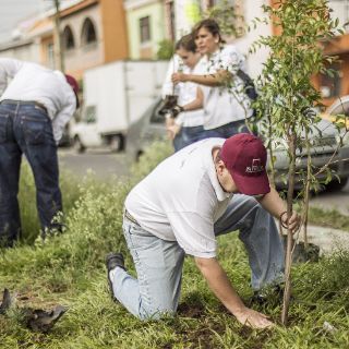 Realizan reforestación por afectaciones de ampliación del tren