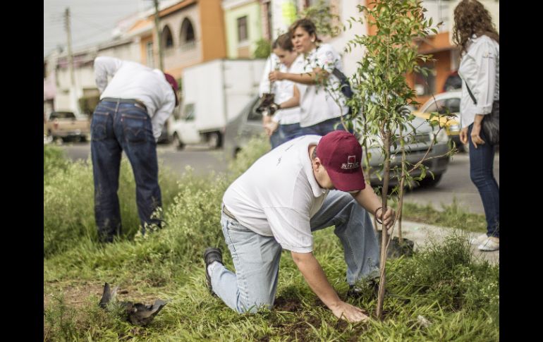 La reforestación se realizó en la colonia Jardines del Porvenir.  /