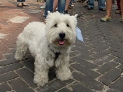 Algunas personas creen que sus perros tienen la capacidad mental de los seres humanos. ARCHIVO /