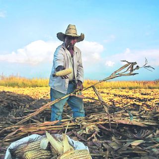 Prevén baja en los precios de productos agrícolas