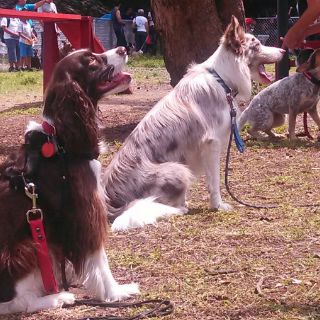 Entra en vigor ley de protección animal en Jalisco