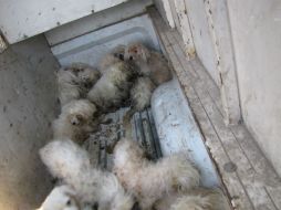 Los 20 perritos serán bañados y valorados por veterinarios; tras eso se les buscarán hogares adoptivos.  /