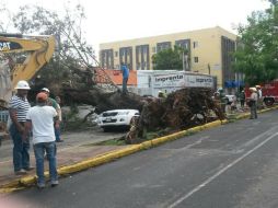Bomberos retiran el árbol con ayuda de maquinaria pesada.  /