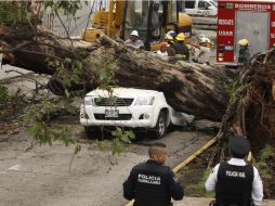 El pasado 16 de julio, un hombre perdió la vida cuando un árbol cayó sobre el automóvil en que viajaba en medio de una fuerte lluvia.  /
