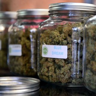 Uruguay iniciaría venta de mariguana hasta enero de 2015