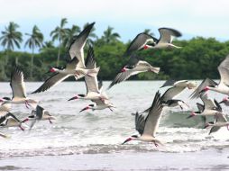 Las extrañas aves rayadoras (Rynchops niger) no con pájaros de cuenta. Engalanan los esteros de San Blas.  /