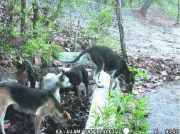 Es común que los perros se pierdan o sean abandonados en el bosque.  /