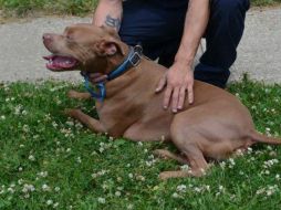 'Ace' es sostenido por uno de los bomberos que acudieron al lugar. ESPECIAL /