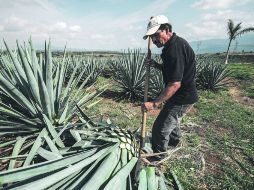 A la cabeza. En el mercado externo, el gran consumo de tequila sigue encontrándose en Estados Unidos.  /