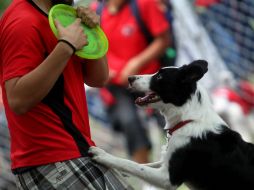 No importa donde pases este verano, lo importante es que tu mascota también salga de la rutina de la mejor manera. ARCHIVO /