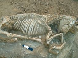 Los restos de un caballo que es el primero que sale a la luz en el noreste del Egeo. Imagen tomada de Ministerio de Cultura Griego. ESPECIAL /