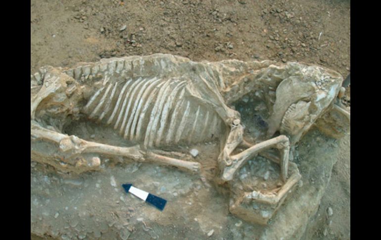Los restos de un caballo que es el primero que sale a la luz en el noreste del Egeo. Imagen tomada de Ministerio de Cultura Griego. ESPECIAL /
