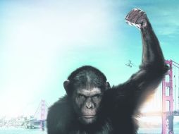 La lucha entre humanos y chimpancés regresa a la pantalla grande y pone de manifiesto las similitudes entre ambas especies. ESPECIAL /