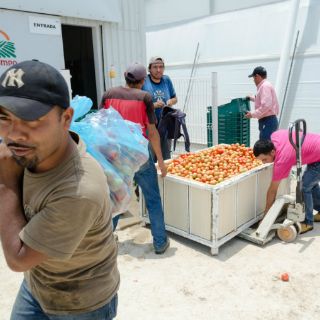 Exponen a empresa que explotaba laboralmente a 700 jornaleros