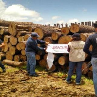 La Profepa clausura siete aserraderos en Michoacán
