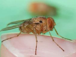 La Ormia ochracea se posa sobre un grillo y deposita larvas en él para que posteriormente las crías lo devoren. ESPECIAL /