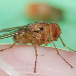 Científicos copian el mecanismo auditivo de una mosca