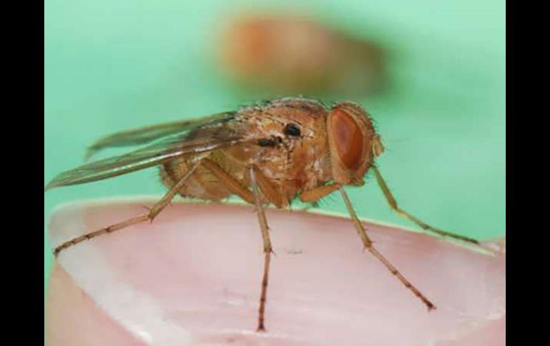 La Ormia ochracea se posa sobre un grillo y deposita larvas en él para que posteriormente las crías lo devoren. ESPECIAL /