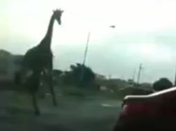 El animal escapó cuando su cuidador la saco a tomar el sol y a alimentarla, cuando éste fue por la comida, la jirafa huyó. ESPECIAL /