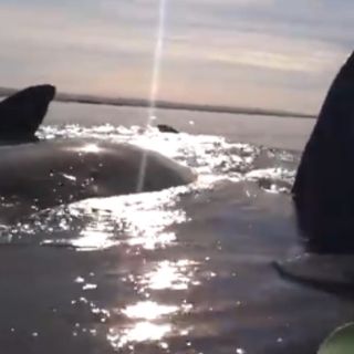 Ballenas sorprenden a pareja de turistas