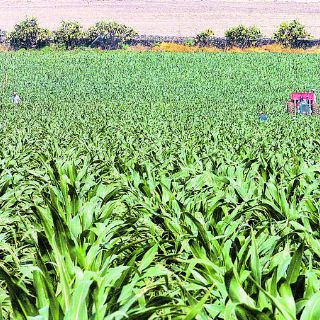 México volverá a producir fertilizantes el año próximo