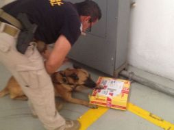 Un perro entrenado para la detección de drogas localizó el paquete. ESPECIAL /