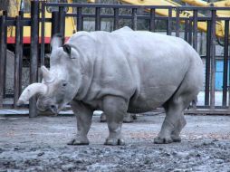 El animal nacido en Arizona habitó el Zoológico de Chapultepec desde 1995. Foto: @lucesdelsiglo. ARCHIVO /